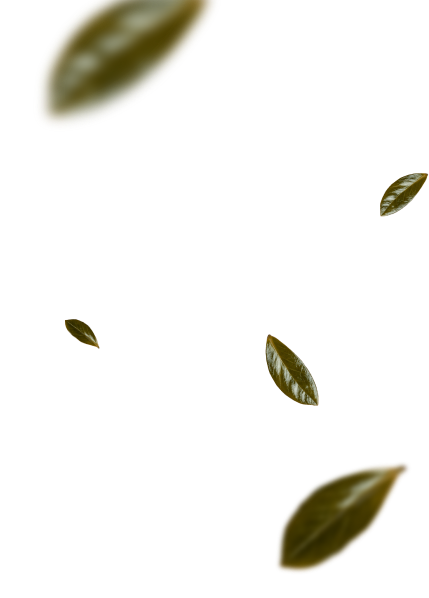 pavo-slider-h1-2a-min.png